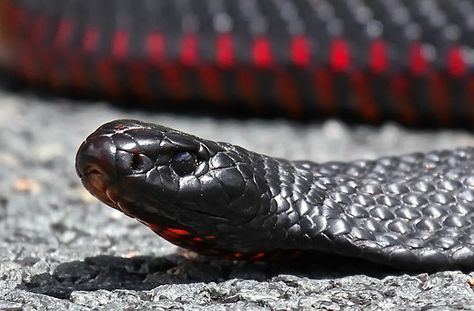 Red-Bellied Black Snake Australian Reptiles, Mamba Snake, Red And Black Snake, Deadly Creatures, Snake Venom, Australian Birds, Rare Animals, Black Snake, Australian Animals