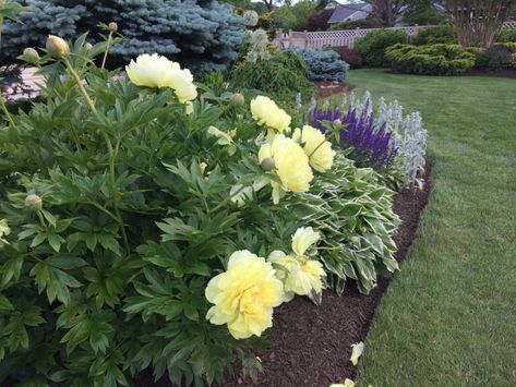 Peonies Landscaping, Itoh Peonies, Front Yard Landscape, Island Garden, Fine Gardening Magazine, Knockout Roses, Lily Garden, Yard Landscape, Frosé