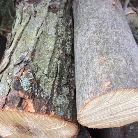 Bark Identification, Tree Identification Chart, Tree Bark Identification, Maple Tree Bark, How To Identify Trees, Tree Leaf Identification, Identifying Trees, Small Trees For Garden, Leaf Identification