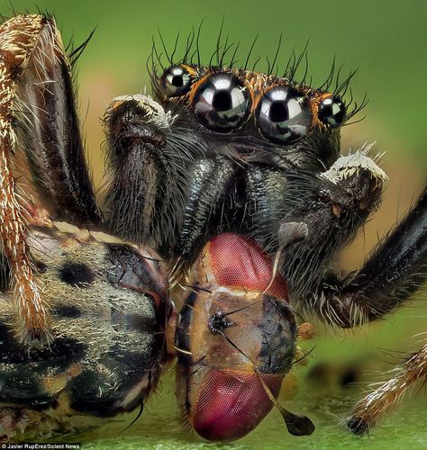 Javier Rupérez takes close up photos of spiders Extreme Macro Photography, Spider Face, Macro Photography Insects, Colorful Lizards, Spider Species, Spider Drawing, Jumping Spiders, Alien Species, Spiderman Drawing