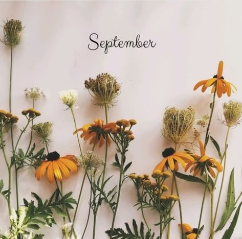 Month Themes, September Moodboard, September Mood, All The Months, Seasons Months, Hello September, Month Flowers, Iphone Background Wallpaper, Another World