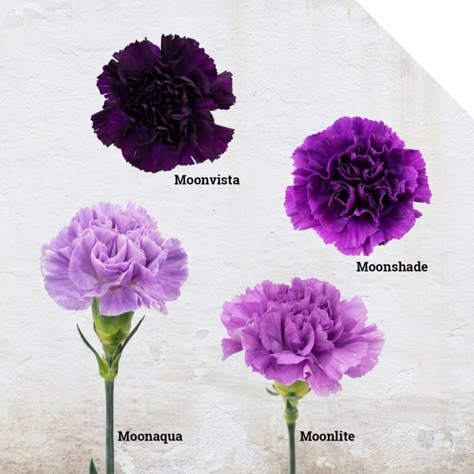 Floral Design Inspiration, Carnation Tattoo, Purple Carnations, Carnation Bouquet, Birth Flower Tattoos, Purple Wedding Flowers, Carnation Flower, Flower Therapy, Floral Arrangements Wedding