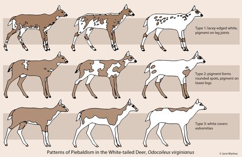 Related image Deer Types, Piebald Animals, Piebald Deer, Deer Breeds, Types Of Deer, Deer Farm, Deer Pictures, Characters Inspiration Drawing, Deer Pattern