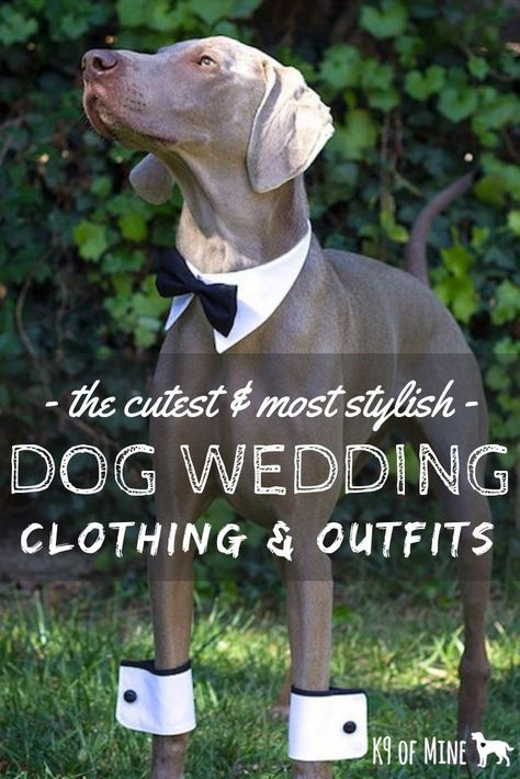 Adorable Dog Wedding Attire. Find the cutest outfits to dress your dog of honor in! #dogs #weddings #fancydress #tuxedo #puptux #dogofhonor Dog Wedding Clothes, Female Dog Wedding Attire, Male Dog Wedding Attire, Dog Suit Wedding, Dog Wedding Ideas Outfit, Diy Dog Tuxedo, Dog Of Honor Wedding, Dog In Wedding, Dog Tuxedo Wedding