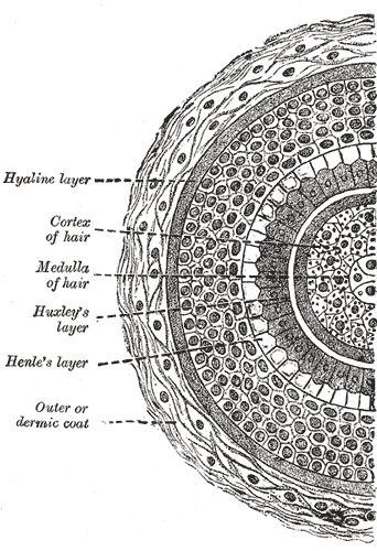 cross section Hair Structure Anatomy, Hair Follicle Logo, Hair Anatomy, Hair Porosity Test, Hair Science, Porous Hair, Integumentary System, Hair Structure, Hair Test