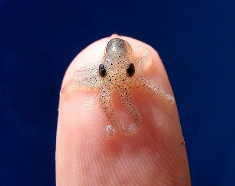 I shall call him 'Squishy,' and he shall be mine, and he shall be my Squishy. Cutest Animals, Tiny Octopus, Baby Squid, Baby Octopus, Asia Tenggara, Animale Rare, Jairzinho, The Animals, Sea Animals