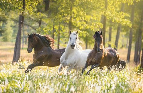 Three Horses, Horses Running, All About Horses, All The Pretty Horses, Horse Crazy, Pretty Horses, Horse Photography, Horse Pictures, Horse Breeds