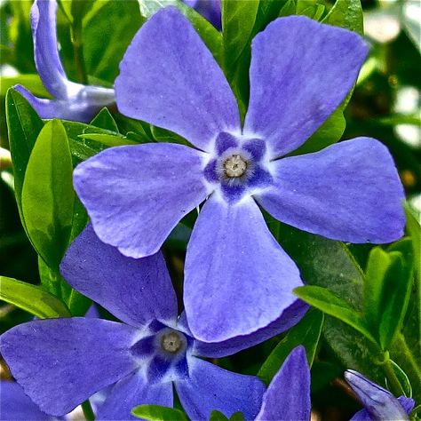 periwinkle star | One of the things I love about photography… | Flickr Periwinkle Flower Painting, Perrywinkle Flower, Vinca Flowers, Flowers From Seed, Color Wheel Art Projects, Embroidered Painting, Flower Studies, Starry Flowers, Periwinkle Flower