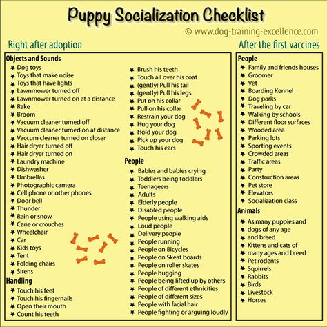 Puppy clicker training socialization is one of the most important things you should do with your new best friend. Learn the proper way to raise a confident and loving dog. Puppy Ideas, Puppy Socialization, Puppy Time, Positive Dog Training, Puppies Tips, Easiest Dogs To Train, Basic Dog Training, Bird Dog, Dog Training Techniques