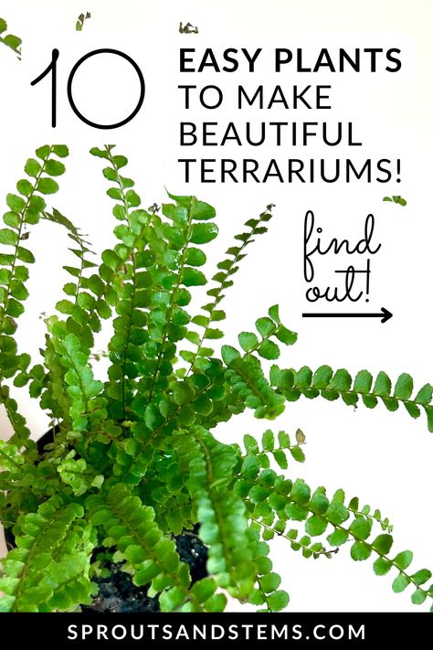 Discover the best plants for your closed terrarium! 🌱 From lush ferns to vibrant mosses, this post covers everything you need to create a stunning, self-sustaining mini ecosystem. Perfect for plant lovers and terrarium enthusiasts alike! 🌿✨ Terrarium Care, Terrarium Closed, Mini Ecosystem, Closed Terrarium Plants, Water Terrarium, Closed Terrarium, Indoor Plant Display, Plant Display Ideas, Open Terrariums