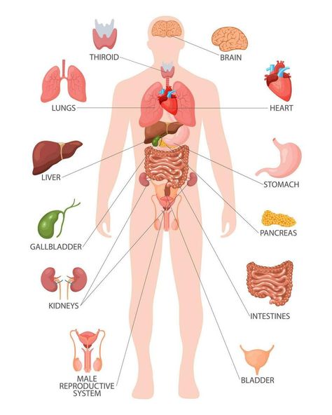 Human anatomy concept. Infographic poster with the internal organs of the male body. Respiratory, digestive, reproductive, cardiac systems. Banner, vector Organ Anatomy, Biology Poster, Just Friends Quotes, Man Anatomy, Critical Illness, Internal Organs, Photo Album Design, Infographic Poster, Organ System