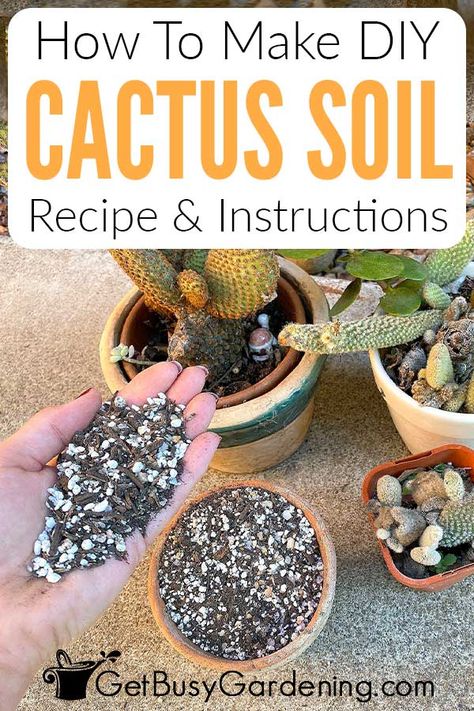 To help your cactus grow to their best and full potential, choosing an ideal soil mix for them is a great step. In my DIY cactus soil guide, I’ll share my easy 3 ingredient formula for making a fast-draining, coarse mixture that they’ll love. What you’ll discover is that making a cactus potting soil is easy with common ingredients. I’ve also shared alternative materials, the key ratios for each and how to adjust it if needed, and even how to store it so you only have to make it occasionally. Lavender Pruning, Soil Recipe, Amaryllis Plant, Building Shelves, Succulent Potting Mix, Diy Cactus, Cactus House Plants, Cactus Terrarium, Indoor Cactus