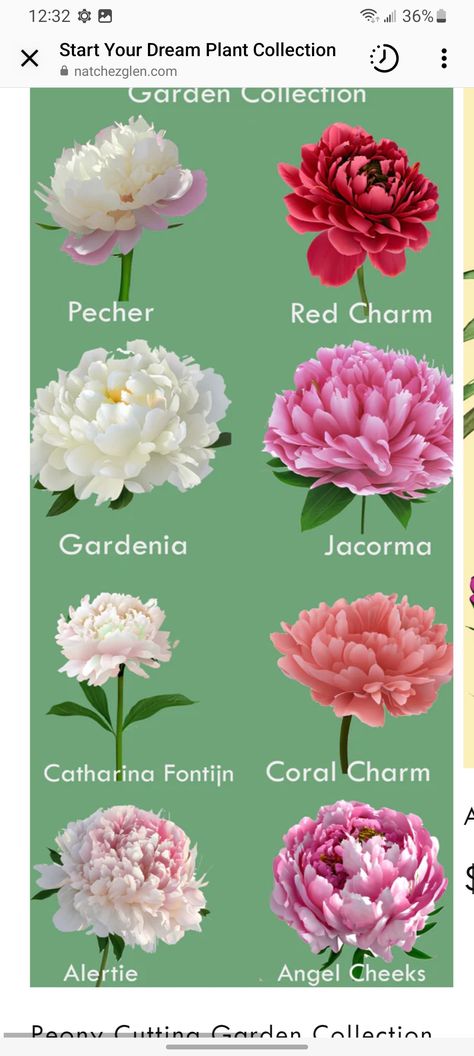 Peony Varieties, Planting Peonies, Special Letters, Red Charm, Red Bud, Pink Petals, Perfect Garden, Sweet Fragrances, Spring Is Here