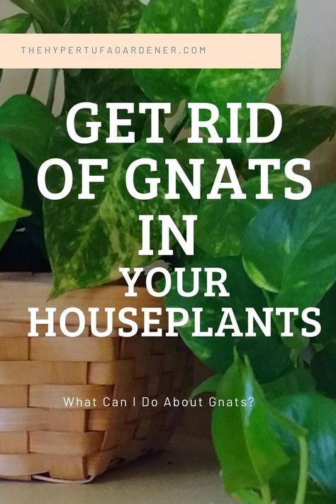 8 Ways To Kill Fungus Gnats In My Houseplants. I have tried them all and a combo seems to work best. It's time for Gnats Wars again! #houseplants #fungusgnats #DecorInspiration #HomeIdeas #HouseGoals #InteriorDesign #HomeDecorating #HomeDecor #DecorTips #HomeStyle #InteriorInspo #HomeInspiration Kill Gnats In House, Kill Nats, How To Kill Gnats, Gnats In House Plants, How To Get Rid Of Gnats, Fungus Gnats, Flower Planting, Happy Homemaking, Planting Guide