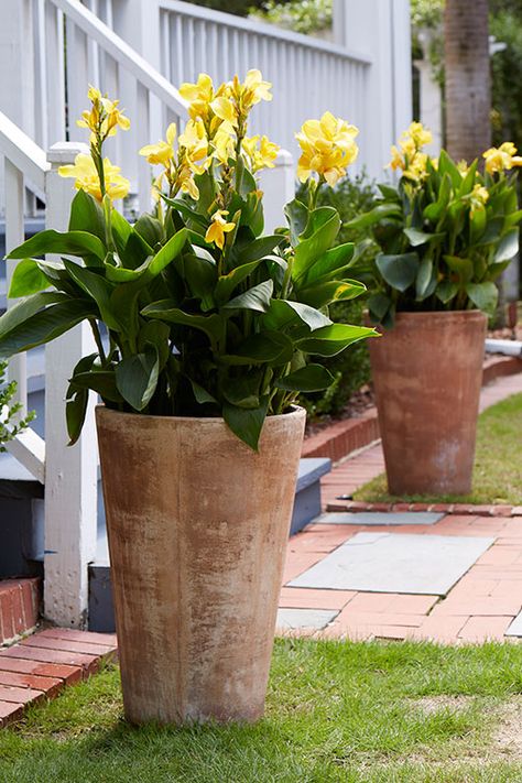 Create an Enchanting Entry | Costa Farms Herb Garden Design, Container Plants, Garden Landscaping, Container Flowers, Container Herb Garden, Tanaman Pot, Container Garden Design, Container Gardening Flowers, Garden Containers