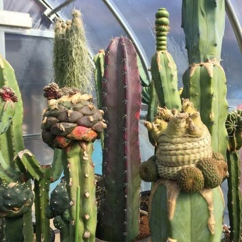 Grafted cactus. It's a thing. Cactus Grafting, Funny Valentines Day Cards, Grafted Cactus, Succulent Landscape Design, Rock Garden Plants, Funny Valentines Day, Valentines Day Cards, Funny Valentines, Plant Combinations