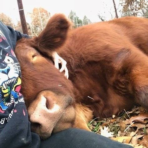 Brown Cow, Baby Cow, A Cow, Fence, Cow, Animals, Black