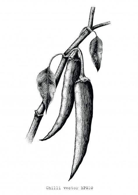 Organic Drawing Art, Chilli Sketch, Jalapeno Drawing, Spicey Drawings, Hatching Artwork, Chilli Drawing, Chilli Illustration, Chilli Tattoo, Drawing Furniture