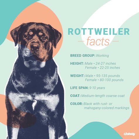 Rottweiler Names, Rottweiler Facts, Rottweiler Dog Breed, Rottweiler Breed, Dog House Plans, Pet Tips, Rottweiler Puppies, Dog Info, Rottweiler Dog