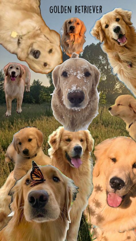 🦮 Golden Retriever Illustration, Golden Retriever Wallpaper, Cute Puppy Wallpaper, Puppy Wallpaper, Cute Animals Puppies, Wallpaper Collage, Very Cute Dogs, Dog Wallpaper, Silly Animals