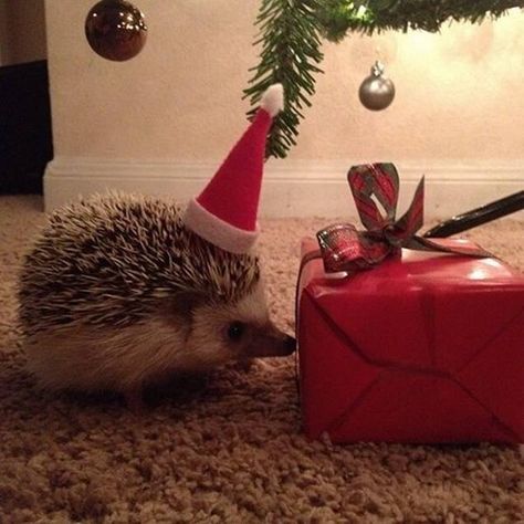 merry christmas! Hedgehog Photoshoot, Christmas Hedgehog, Pygmy Hedgehog, Hedgehog Christmas, Hedgehog Pet, A Hedgehog, Cute Hedgehog, Sweet Animals, Christmas Animals