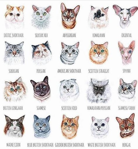 All the types of kitties! Types Of Cats Breeds, Largest Domestic Cat, Cat Breeds Chart, Types Of Cats, Cat Behavior, Cats Illustration, Domestic Cat, Animal Faces, Warrior Cats