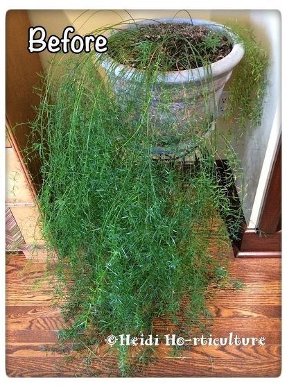 Asparagus Fern Care, Plant Pic, Asparagus Densiflorus, Fern Planters, Fern Care, Repotting Plants, Asparagus Plant, Ferns Care, Garden Frogs