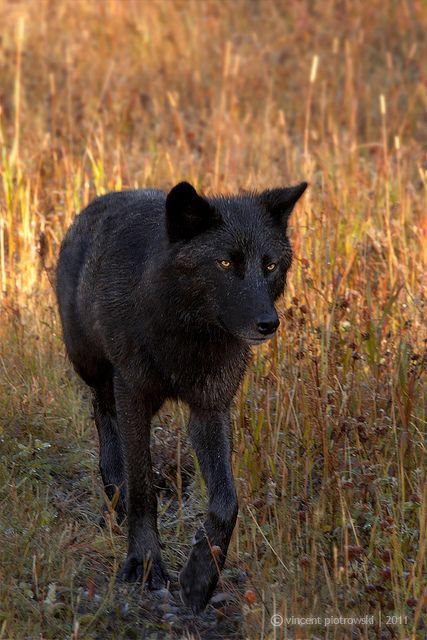 Wolves Quotes, Coyote Therian, Wolves Black, Black Wolves, Wolf World, Black Coyote, Shadow Wolf, Wolf Stuff, Wolf Photography