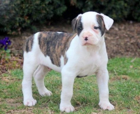 American Bully Puppies For Sale | Puppy Adoption | Keystone Puppies Johnson American Bulldog, Boxer Puppies For Sale, American Bulldog Puppies, Puppy Fever, Bully Dogs, American Bulldogs, American Bull, Bulldog Breeds, Bulldog Puppies For Sale