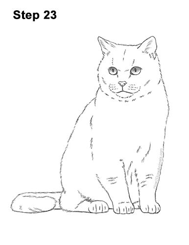 Draw British Shorthair Cat Sitting 23 Cat Drawing Sitting Down, A Cat Sitting Drawing, Sitting Cat Sketch, British Shorthair Cat Tattoo, British Shorthair Cats Drawing, Cat Sitting Tattoo, British Shorthair Drawing, Cat Sitting Illustration, Cat Drawing Sitting