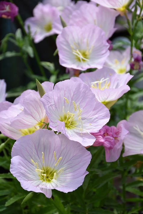 Siskiyou Mexican Evening Primrose (Oenothera berlandieri 'Siskiyou') at Moana Nursery Evening Primrose Flower, Landscape Nursery, Low Water Gardening, Walnut Grove, Farm Nursery, Moon Garden, Herbaceous Perennials, Woodland Garden, Evening Primrose