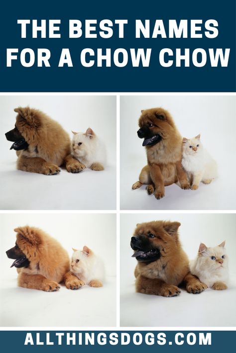 The Chow Chow is also called Chow, Chowdren and Puffy-Lion Dog. So when you're looking for Chow Chow names, you might want to go back to their Asian roots and pick a name from there. Read on for more such ideas. Blue Chow Chow, Chow Dog Breed, Asian Dogs, Husky Breeds, Girl Dog Names, Best Dog Names, Names Boy, Chow Dog, Chow Chow Puppy