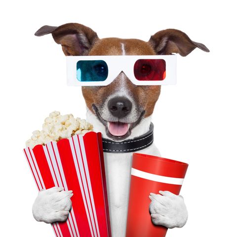 Can Dogs Eat Popcorn? Bean Bag Cinema, Can Dogs Eat Apples, Peanut Butter For Dogs, Healthy Popcorn, Bean Bag Bed, Movie Popcorn, 3d Glasses, Silly Dogs, Funny Cats And Dogs