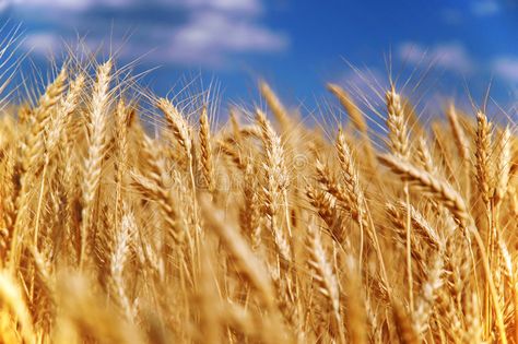 Wheat grain field. Under blue sky , #affiliate, #grain, #Wheat, #field, #sky, #blue #ad Grain Field, Classroom Newsletter Template, Wheat Field, Wheat Fields, Russian Federation, Barley, Bedroom Diy, Agriculture, Wheat