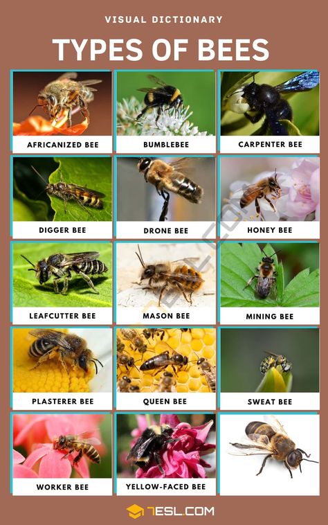 Types Of Bees Chart, Bee Types, Different Types Of Bees Chart, Bee Information, Types Of Bellies, What Is An Insect, Bee Education, Types Of Honey Bees, Types Of Bees And Wasps