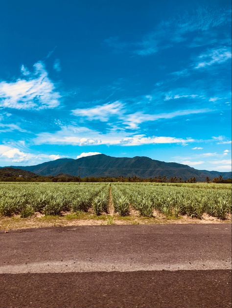 Views from the window driving of lush green field with mountains in the background on a sunny day. Road Trip Australia, Australia Queensland, Port Douglas, Cairns, Queensland, Road Trip, Australia, Natural Landmarks, Road