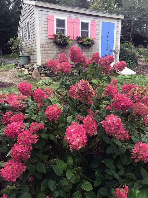 I Love the Fire Light Hydrangea Firelight Hydrangea, Pruning Hydrangeas, Hydrangea Tree, Hydrangea Landscaping, Types Of Hydrangeas, Panicle Hydrangea, Backyard Plants, About Plants, Hydrangea Paniculata