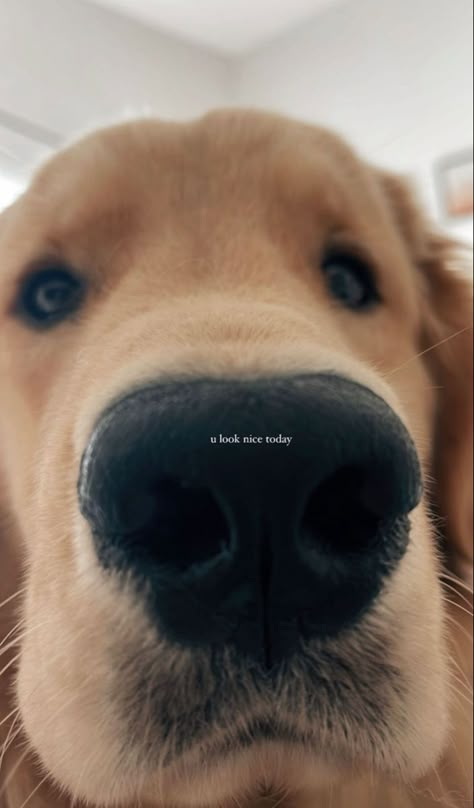 Funny Dog Captions For Instagram, Dogs Captions Instagram Cute, Close Friends Story, Dog Captions For Insta, Golden Retriever Instagram, Dog Instagram Captions, Dog Captions, Dog Snapchats, Dog Instagram