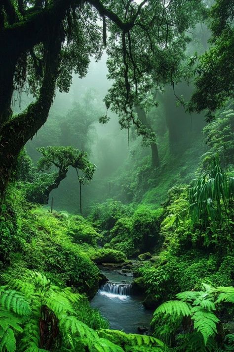 Immerse yourself in the lush beauty of the world’s most breathtaking rainforests. 🌧️ From vibrant wildlife to towering trees, these tropical escapes are a nature lover’s paradise. 🌴 #TropicalRainforests #NatureAdventures #ExploreTheWild #JungleJourneys #Wanderlust Australian Rainforest, Amazon Rainforest Animals, India Pictures, Carrom Board, Green Inspo, Rainforest Trees, Jungle Life, Beauty Of The World, Tropical Nature