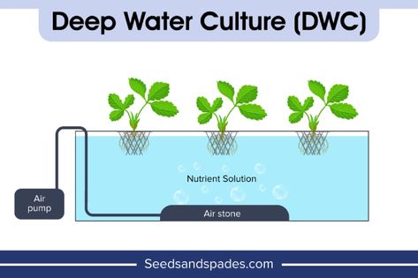 Deep water culture Deep Water Culture Aquaponics, Deep Water Culture Hydroponics, Nft Hydroponics, Deep Water Culture, Floating Raft, Hydroponic Systems, Film Technique, Hydroponics Diy, Drip System