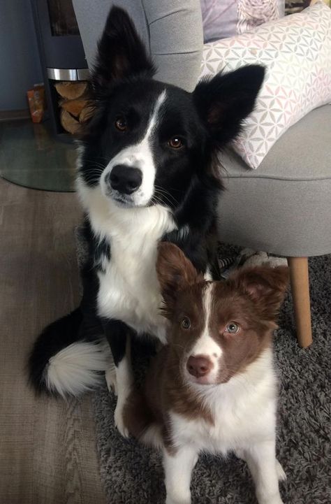 Brown And White Border Collie, Border Collie Brown And White, Brown Border Collie Puppy, Border Collie Mix Dogs, Brown Border Collie, White Border Collie, Cute Borders, Collie Puppies, Border Collie Puppies