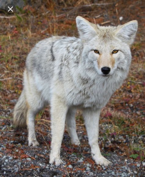 Coyote Canine Reference, White Coyote, Please Respond, Bluey Characters, Animal Drawings Sketches, Black Bears, Pretty Animals, Wild Dogs, A Wolf