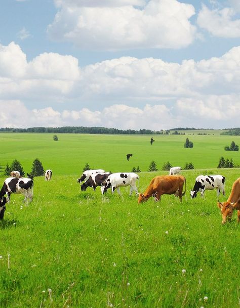 Field Of Cows, Cow Farm, Iowa Farmland, Agriculture Photography, Farm Scenery, Cow Pasture, Hereford Cattle, Cow Wallpaper, Country Cow