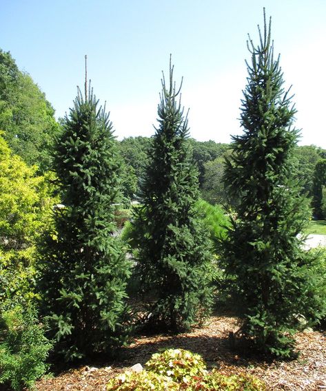 ‘Cupressina’ is a great choice for a taller columnar conifer, and it has the durability to reach that size. Columnar Norway Spruce, Norway Spruce Tree, Evergreens For Shade, Original Species, Evergreen Landscape, Conifers Garden, Picea Abies, Thuja Occidentalis, Norway Spruce