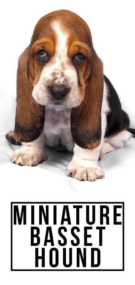 Is the Miniature Basset Hound the Right Dog for You? Basset Hound Puppies, Bassett Hound Puppy, Basset Hound For Sale, Miniature Basset Hound, Basset Hound Funny, Baby Basset Hound, Hound Dog Puppies, Miniature Dog Breeds, Basset Dog