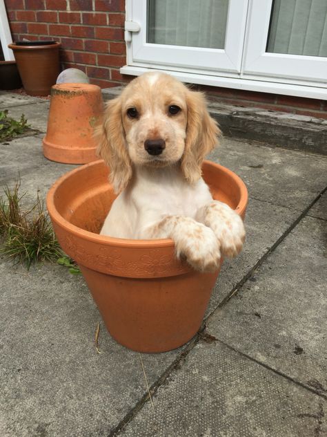 Lemon Roan Cocker Spaniel at 12 weeks Lemon Cocker Spaniel, Cream Cocker Spaniel, Working Cocker Spaniel Puppies, Orange Roan Cocker Spaniel, Roan Cocker Spaniel, Show Cocker Spaniel, Cocker Spaniel Anglais, White Cocker Spaniel, Field Spaniel