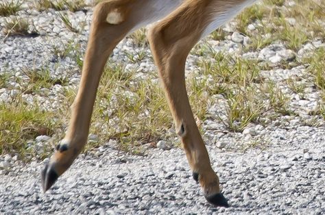 Key Deer Hind Legs Deer Anime, Deer Profile, Deer Icon, Deer Character, Deer Outline, Deer Background, Deer Reference, Key Deer, Deer Eyes