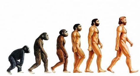 Darwin's Theory Of Evolution, Genesis Creation, Darwin Theory, Homo Habilis, Human Genome, Theory Of Evolution, Human Evolution, Ansan, Apollo 11