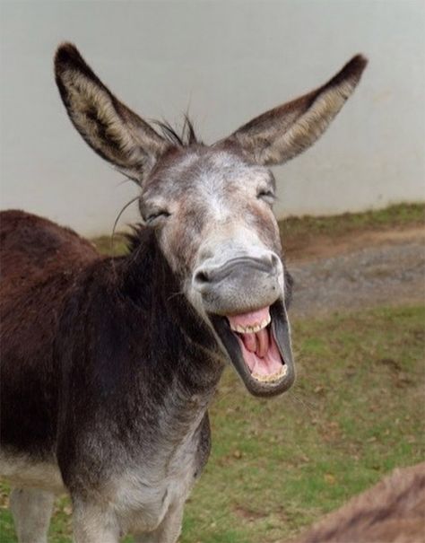 World's Greatest Gallery of Laughing Donkeys Funny Donkey Pictures, Donkey Pics, Donkey Funny, Laughing Animals, Funny Feeling, Black Cartoon Characters, Black Cartoon, Animation Background, Donkeys