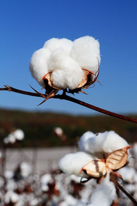 Nature, Southern Sayings, Cotton Illustration, Cotton Photography, Song Of The South, Southern Culture, Southern Pride, Cotton Fields, Southern Life